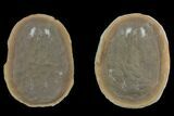 Fossil Jellyfish (Essexella) Pos/Neg - Illinois #120710-1